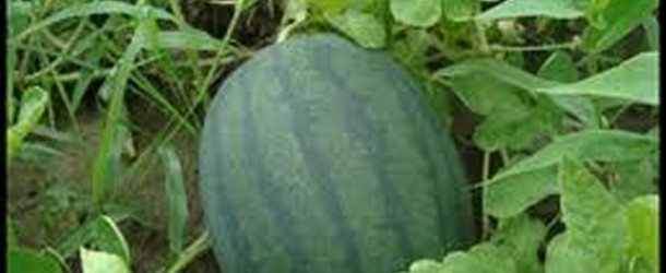 Watermelon Planting Tips