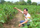 (Thai) การปลูกมะเขือยาว !–:–>