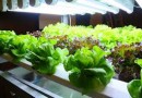 (Thai) เทคโนโลยีใช้แสงจาก LED ปลูกพืช เปลี่ยนการเกษตรยุคใหม่