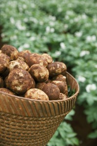 Potato farmers in their fields in the Mae Sot region.