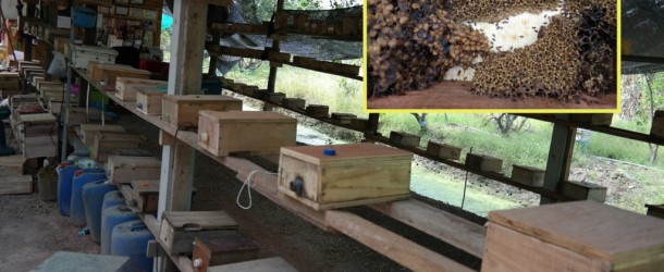 ชันโรง ผึ้งจิ๋ว มหัศจรรย์เงินล้าน เป็นประโยชน์แก่เกษตรกร ช่วยผสมเกสรติดผลดีมาก